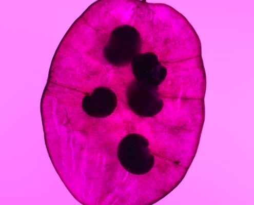 Innovación y movilidad en Barcelona para ciudadanos y negocios Innovación y movilidad en Barcelona para ciudadanos y negocios